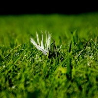Feather in the Field